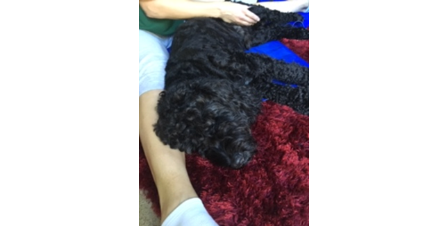 Canine Massage Testimonials