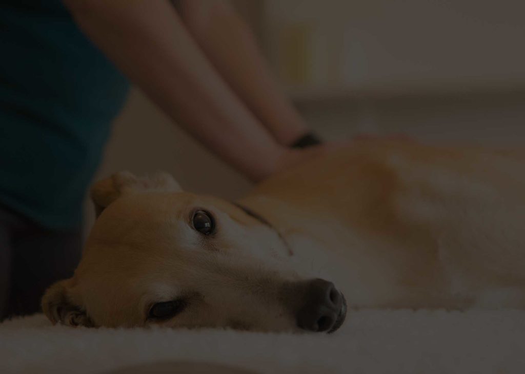 What is canine massage therapy