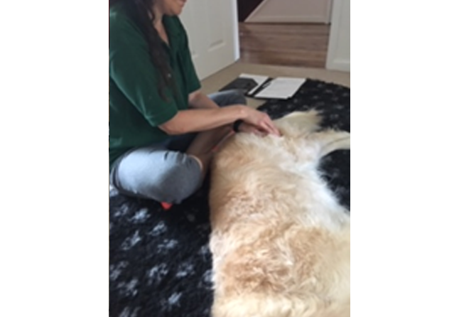 Canine Massage Testimonials