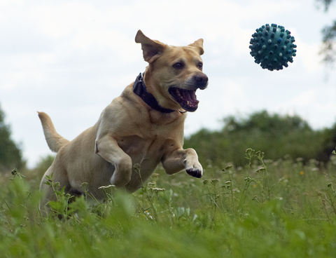 Does your dog wish you’d stop taking him for so many walks?